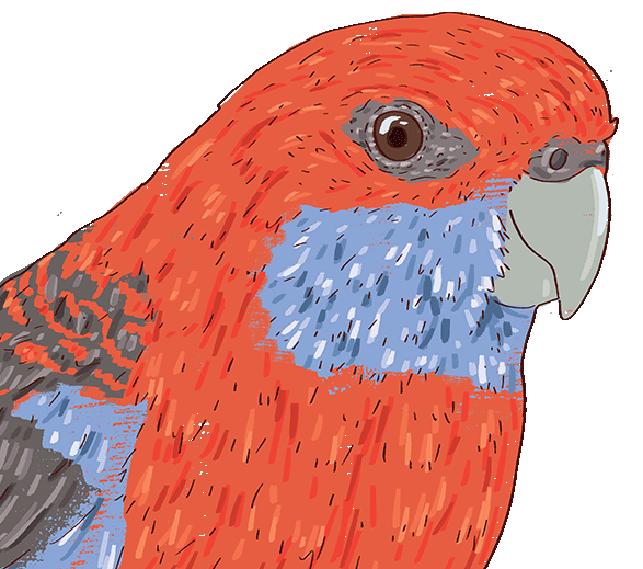 illustration of a crimson rosella