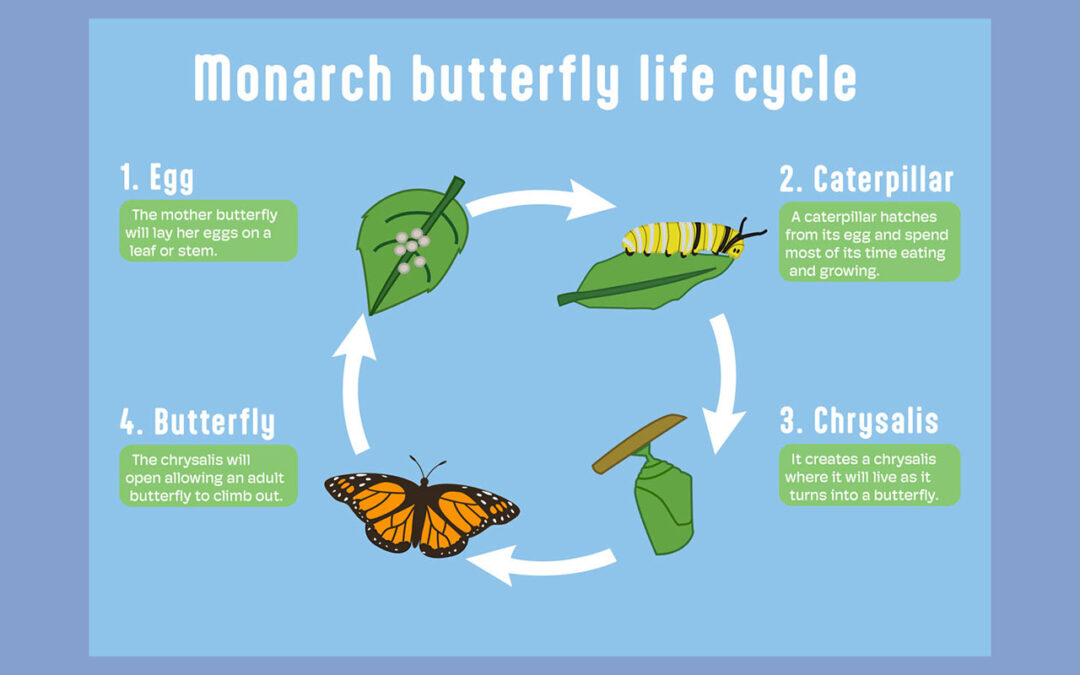 Butterfly Infographic