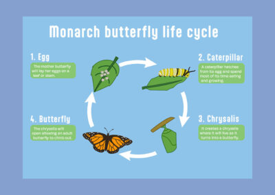 Butterfly Infographic